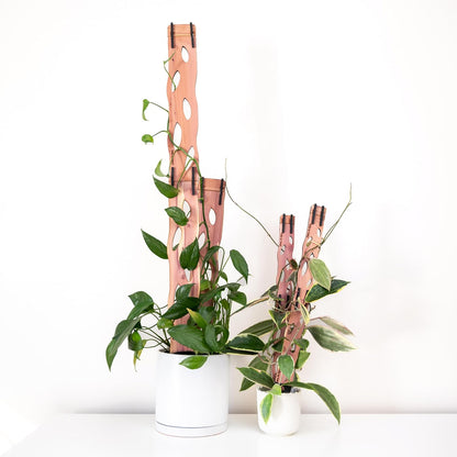Zella Regular Starter Kit – Wooden Extendable Plant Trellis for Indoor Climbing Houseplants – Modular Plant Support with 2 Bases + 2 Extensions - Moss Pole Alternative