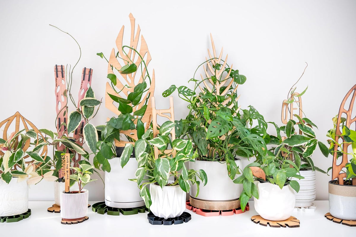 Zella Regular Starter Kit – Wooden Extendable Plant Trellis for Indoor Climbing Houseplants – Modular Plant Support with 2 Bases + 2 Extensions - Moss Pole Alternative