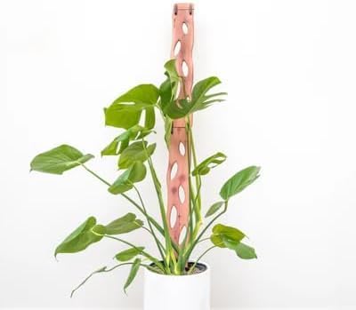Zella Regular Starter Kit – Wooden Extendable Plant Trellis for Indoor Climbing Houseplants – Modular Plant Support with 2 Bases + 2 Extensions - Moss Pole Alternative