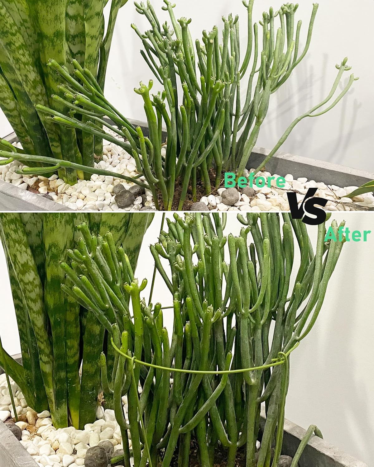 5-Pack Heavy Duty Plant Support Stakes, Metal Plant Ring Cages for Indoor Outdoor Plants, Adjustable Garden Stakes for Orchids, Monstera, Pothos, Hydrangea, Vines & Potted Plant (6" W x 11" H)