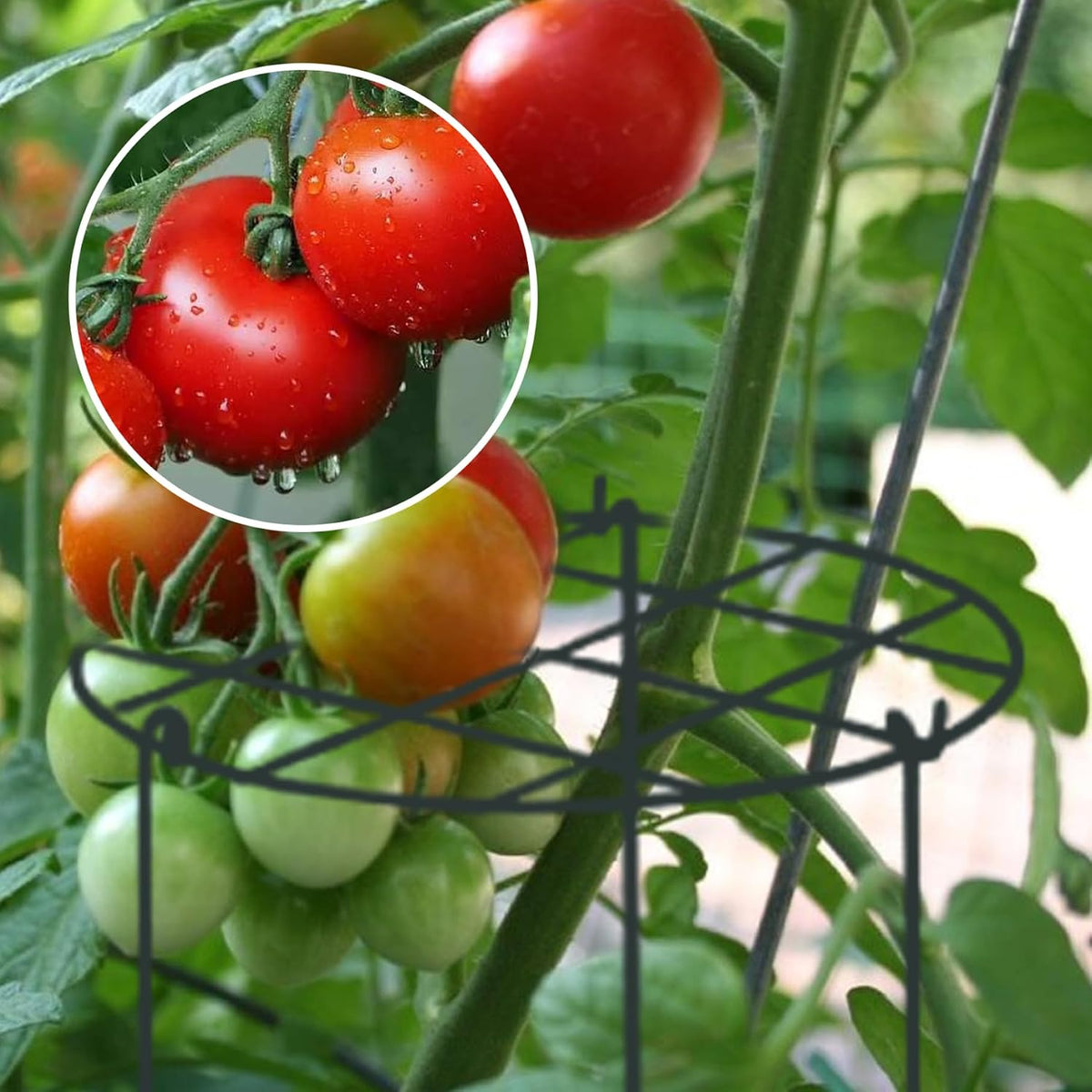 Peonies Support Cages, 6 Pack Peony Cages and Supports 30x40cm Plant Cages for Outdoor Plants Tomato Plant Support Plant Brace Flower Support Rings Hoops for Rose, Orchids