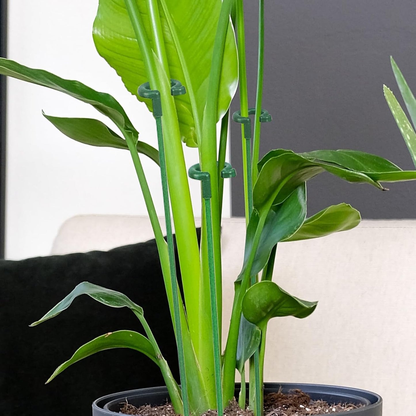 Pack of 30 Small Plant Stakes for Indoor Plants 3 Size