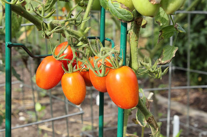 Lifetime Tomato Cages, Green, Set of 4