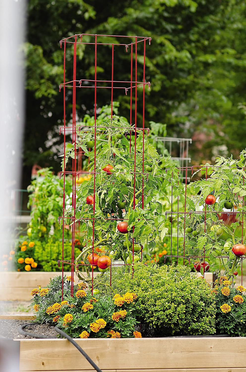 Lifetime Tomato Cages, Green, Set of 4