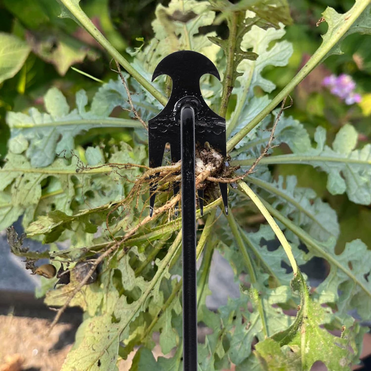 Garden Weed Pulling Tool Uprooting Weeding Tool, 4 Teeth Weed Puller Tool Manganese Steel Garden Weeder Tool for Vegetable Gardening Planting (Black, 2 Pack, 16 inches)