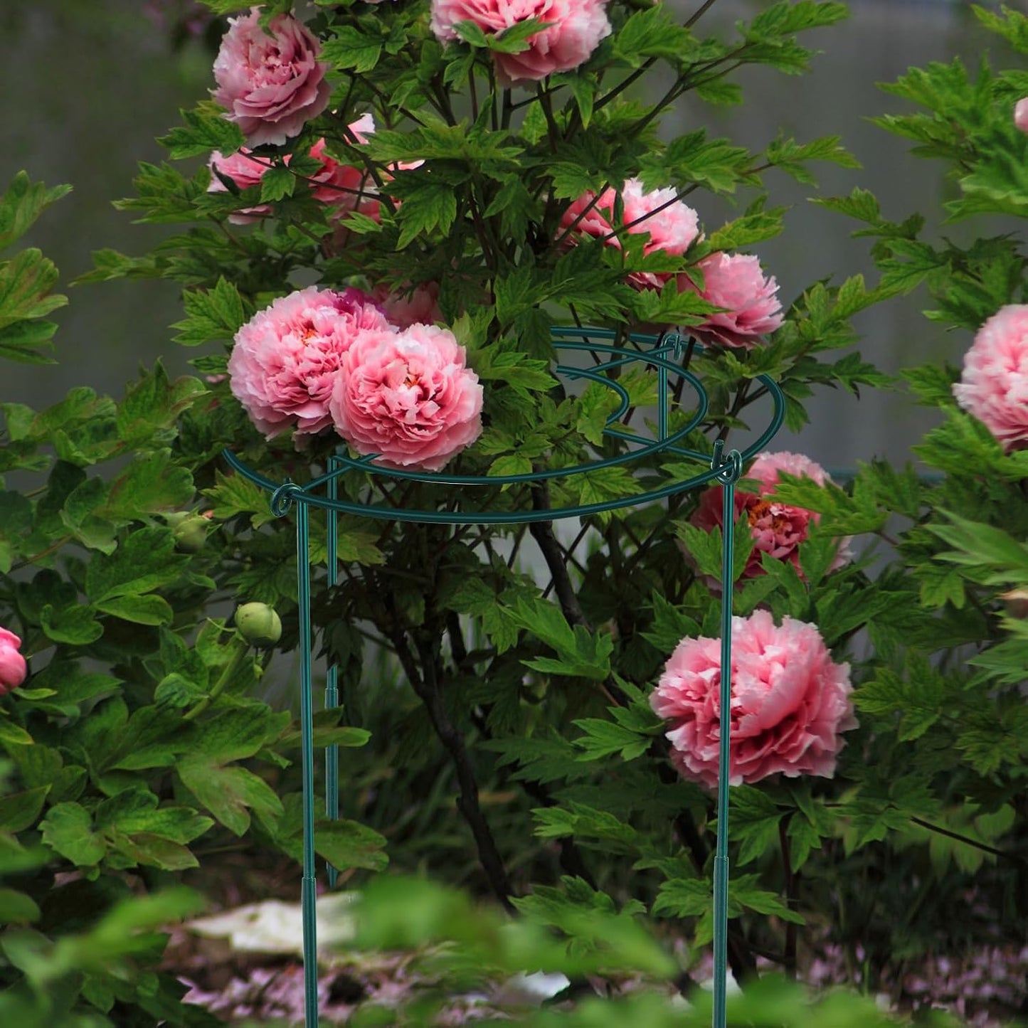 3Set Metal Peony Grid Cages, 30"H X 13"D Large Flower Support Cages Grow Through Hoop Ring Peony Stakes Garden Plant Support Rings Heavy Duty Plant Braces Peonies Structure for Outdoor Plants Blossoms
