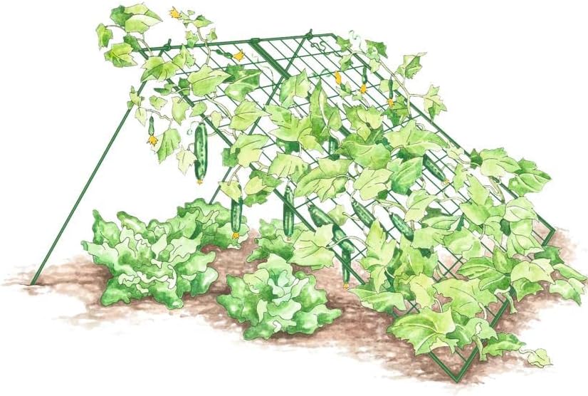 Sturdy Large Cucumber Trellis Support | Foldable Tough Metal Frame for Outdoor Climbing Plants Support | Best for Easy Harvesting and Easy Installation - 48" W x 48" H