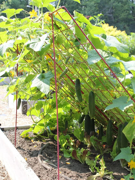 Sturdy Large Cucumber Trellis Support | Foldable Tough Metal Frame for Outdoor Climbing Plants Support | Best for Easy Harvesting and Easy Installation - 48" W x 48" H