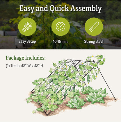 Sturdy Large Cucumber Trellis Support | Foldable Tough Metal Frame for Outdoor Climbing Plants Support | Best for Easy Harvesting and Easy Installation - 48" W x 48" H