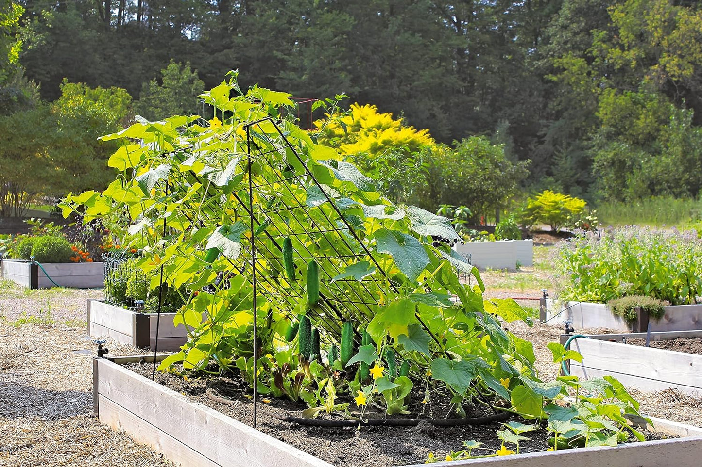 Sturdy Large Cucumber Trellis Support | Foldable Tough Metal Frame for Outdoor Climbing Plants Support | Best for Easy Harvesting and Easy Installation - 48" W x 48" H