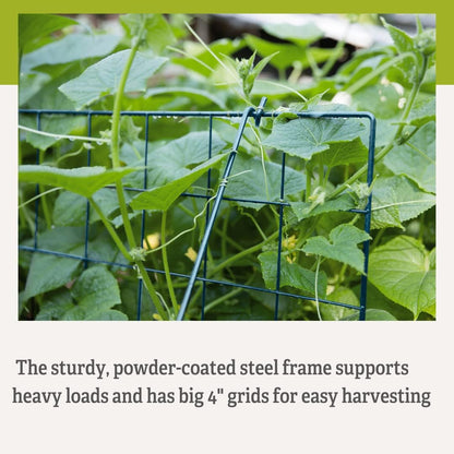 Sturdy Large Cucumber Trellis Support | Foldable Tough Metal Frame for Outdoor Climbing Plants Support | Best for Easy Harvesting and Easy Installation - 48" W x 48" H