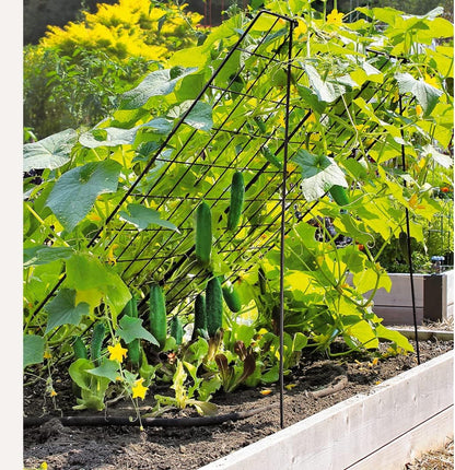 Sturdy Large Cucumber Trellis Support | Foldable Tough Metal Frame for Outdoor Climbing Plants Support | Best for Easy Harvesting and Easy Installation - 48" W x 48" H