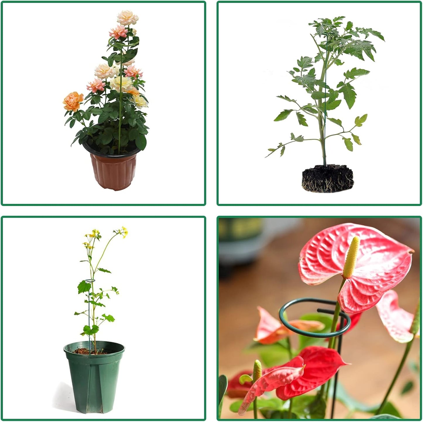 4 Pack Plant Stakes,Plant Support Stakes for Two Sizes(16 or 32 Inches)