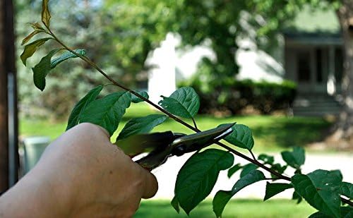 Pruning Snips Set (2) - Floral Scissors and Bypass pruners - Precise pruning flowers, fruit trees, bonsai, grapes - Carbon Steel blades - Safety lock design
