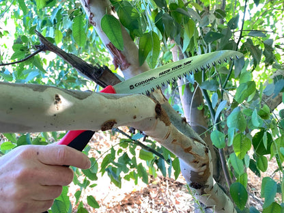 RazorTOOTH Folding Pruning Saw – 7-Inch Tree & Branch Cutting Hand Saw for Gardening, Landscaping & Yard Work, Fast-Cut Razor Tooth Blade