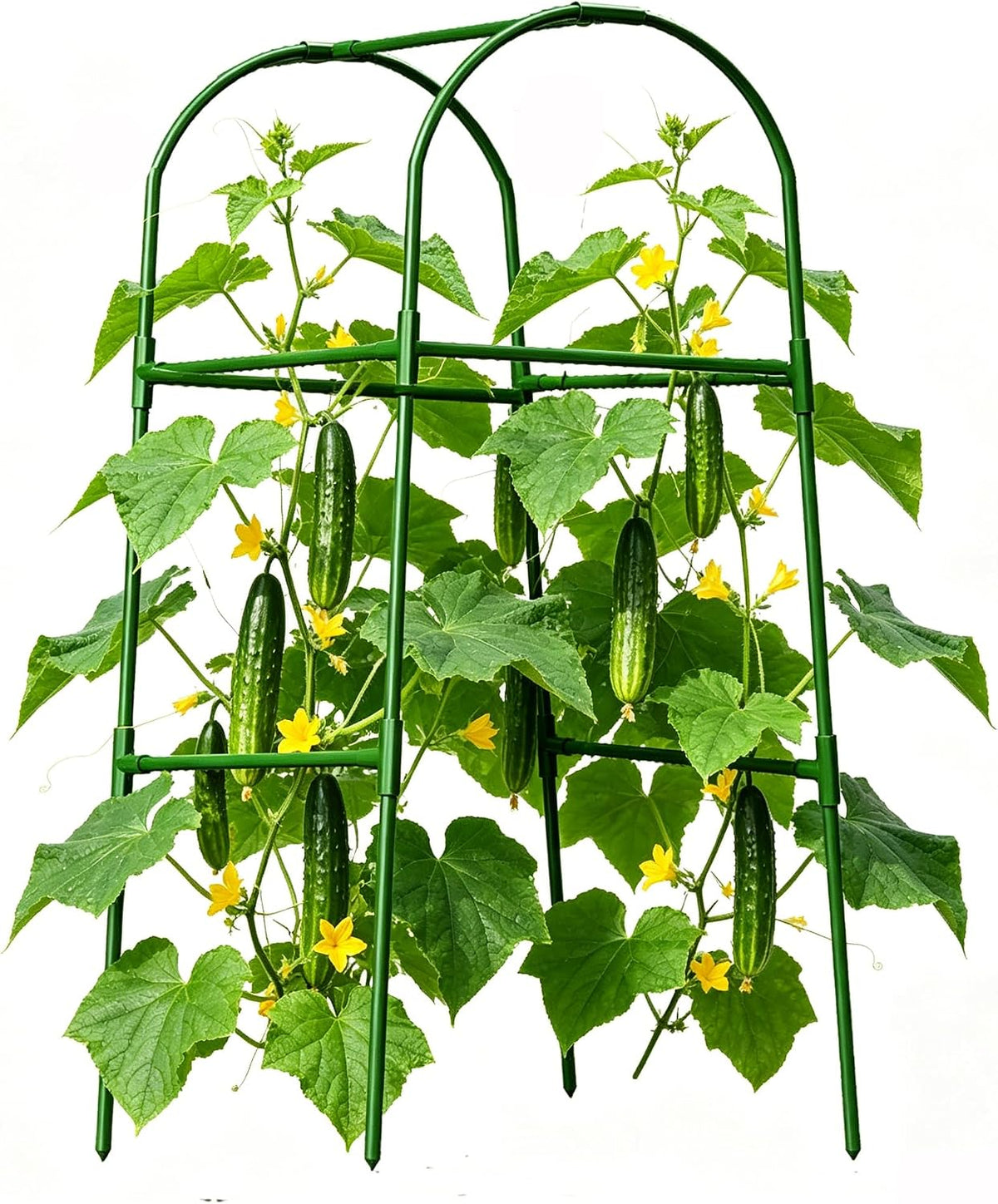 Cucumber Trellis for Plant Climbing- Cucumebr Arch Trelli for Flower Vine Vegetable Tomato Cage Raised Bed- Foldable Garden Tunnel Trellis
