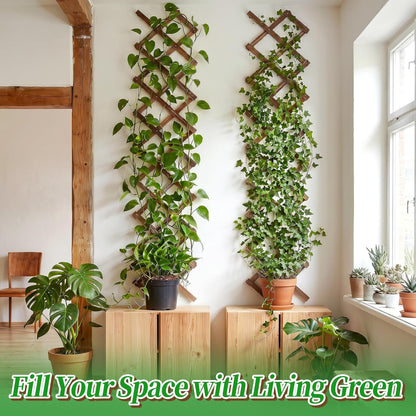 2Pcs 13x78 Expandable Wood Wall Trellis for Climbing Plants Outdoor/Indoor