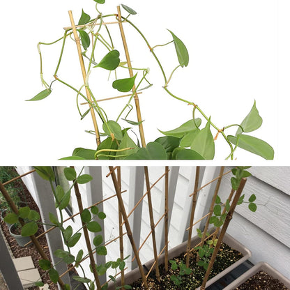 10 Pack Bamboo Trellis for Climbing Plants 16" Natural Garden Ladder Trellis, Fan -Shaped Plant Support Trellis for Potted Plant Decor