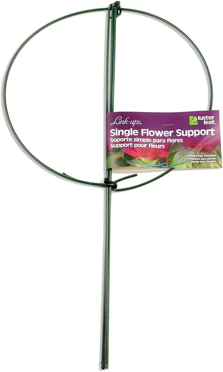 977 Medium Single Peony Flower Support