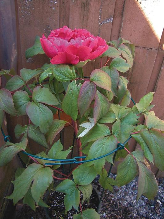 977 Medium Single Peony Flower Support
