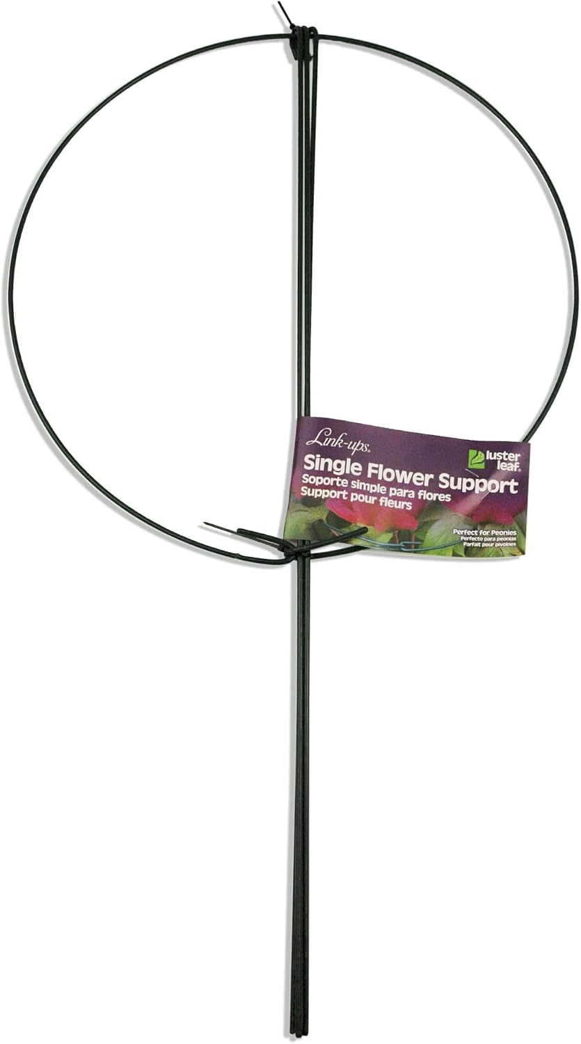 977 Medium Single Peony Flower Support