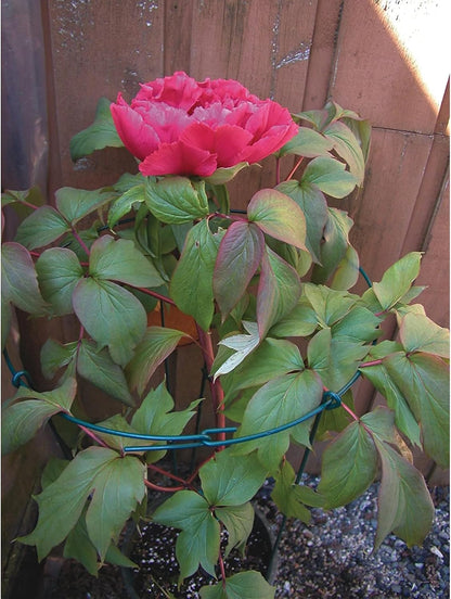 977 Medium Single Peony Flower Support
