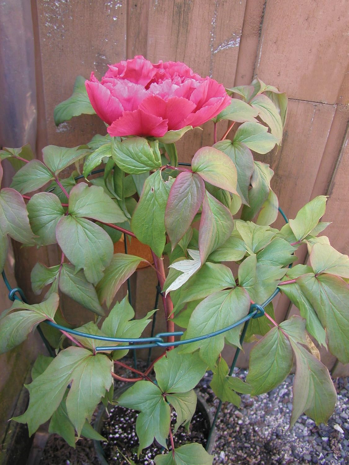 977 Medium Single Peony Flower Support