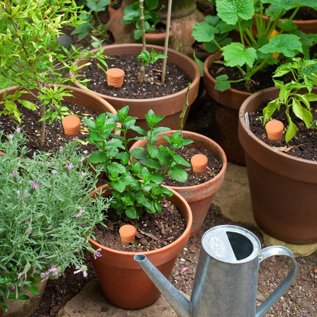 Ollas 8pcs 3.1 * 6inch Watring Can Pot Terracotta Self Watering Planter Insert Vacation Plant Care Olla Watering Terra Cotta Clay Irrigation Globes