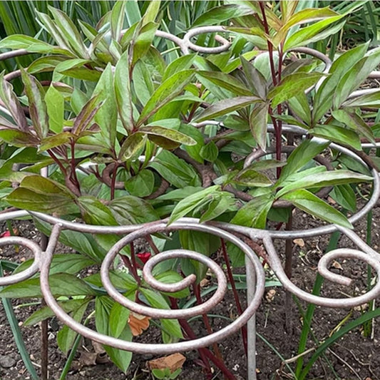 Peonies Cages and Supports, Plant Supports for Outdoor Plants, Metal Plant Support Ring for Garden, Flower Hoop for Upright and Protection, for Lawn Patio Garden (Large)