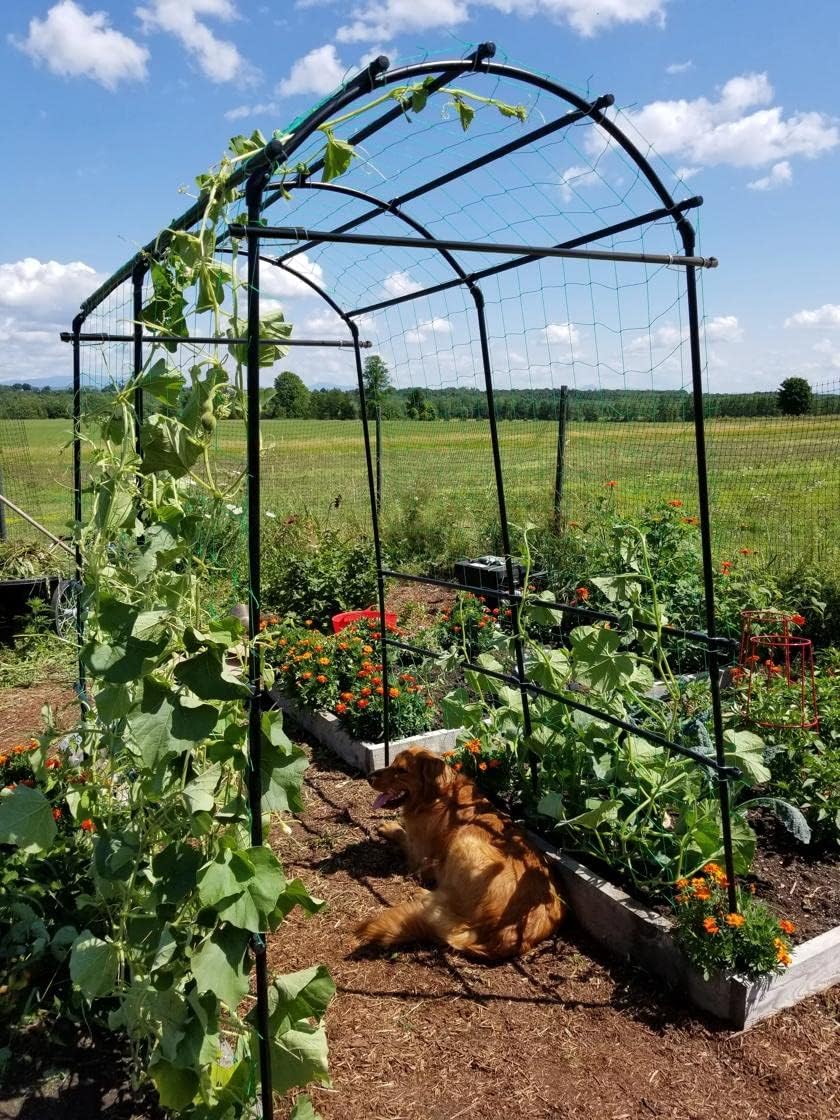 Extra Tall Garden Arch Arbor | 80 Inch Tall Titan Squash Tunnel | Lightweight Metal, Trellis Plant Stand for Climbing Vines | Outdoor Lawn Tower & Support Structure