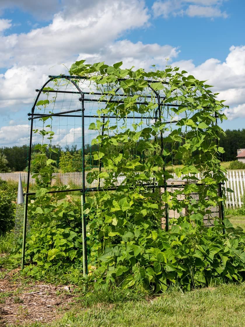 Extra Tall Garden Arch Arbor | 80 Inch Tall Titan Squash Tunnel | Lightweight Metal, Trellis Plant Stand for Climbing Vines | Outdoor Lawn Tower & Support Structure