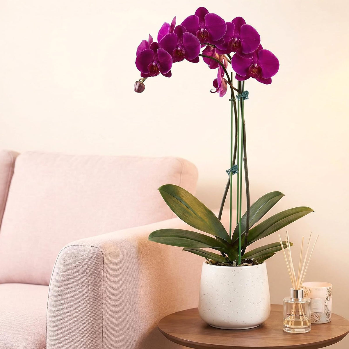 10 Pack Orchid Stakes and Clips, Flexible Plant Support Stakes,11.8 Inch Plant Holder Stick for Garden,Plants Supports for Tomato Rose Outdoor Indoor Plants Professional Phalaenopsis