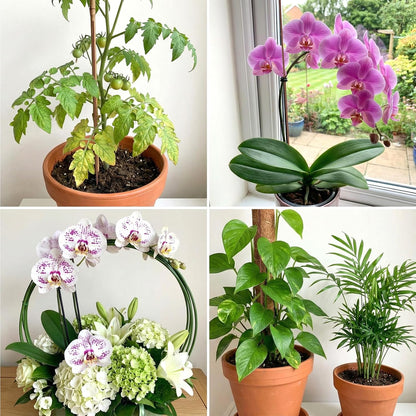10 Pack Orchid Stakes and Clips, Flexible Plant Support Stakes,11.8 Inch Plant Holder Stick for Garden,Plants Supports for Tomato Rose Outdoor Indoor Plants Professional Phalaenopsis