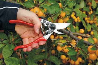 F31 Pruning Shears – 8.3" Garden Clippers with Anvil Blade for Dry & Hard Wood | Hand Pruner for Gardening | Garden Tool Cutter with Aluminum Handle, Alloy Steel Blade, High-Torque Cutting Power