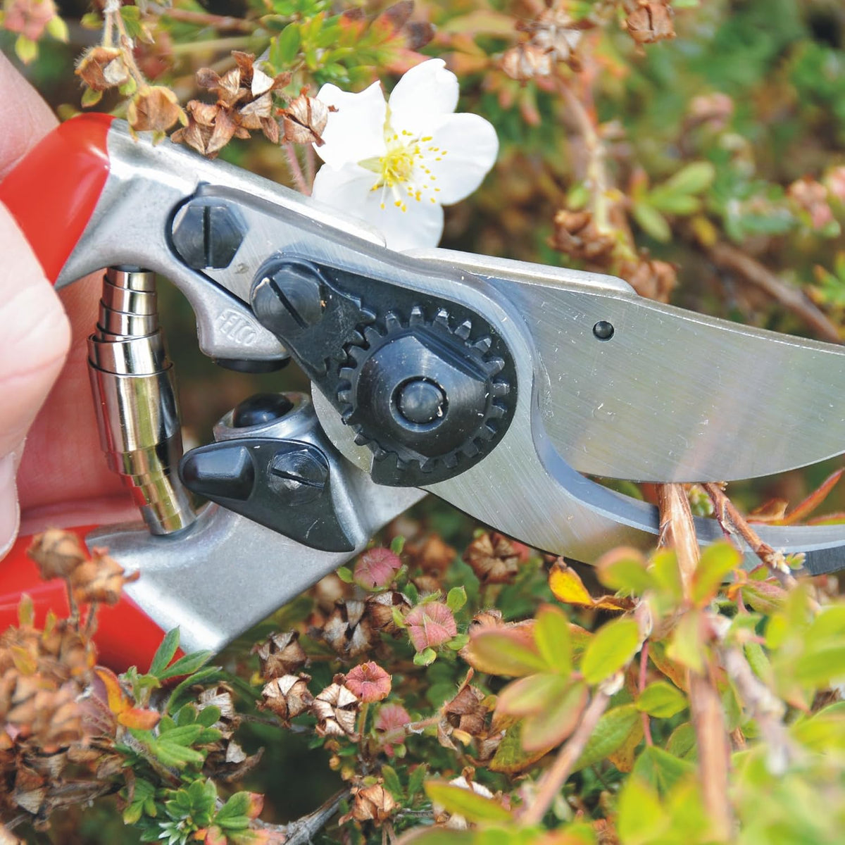 F31 Pruning Shears – 8.3" Garden Clippers with Anvil Blade for Dry & Hard Wood | Hand Pruner for Gardening | Garden Tool Cutter with Aluminum Handle, Alloy Steel Blade, High-Torque Cutting Power
