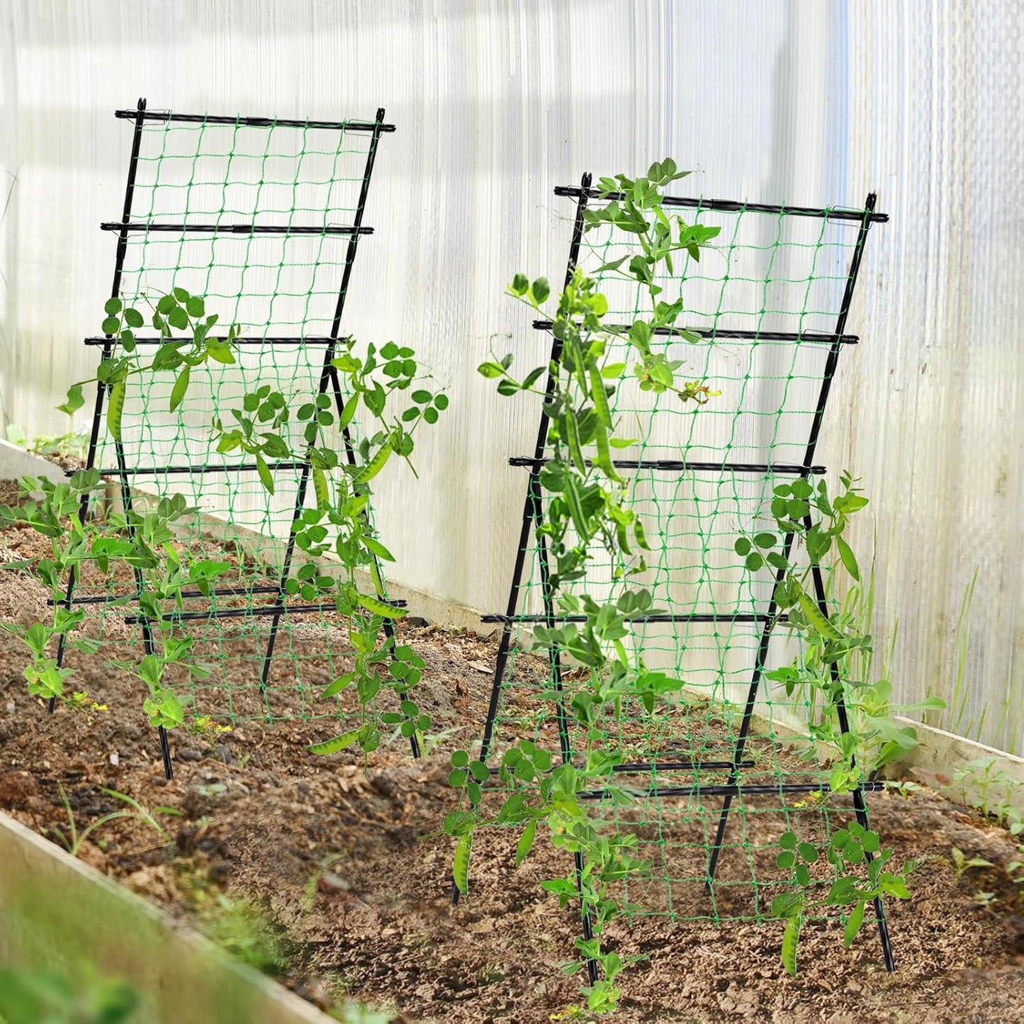 Cucumber Trellis for Raised Garden Bed, 71" H x 32" W A Frame