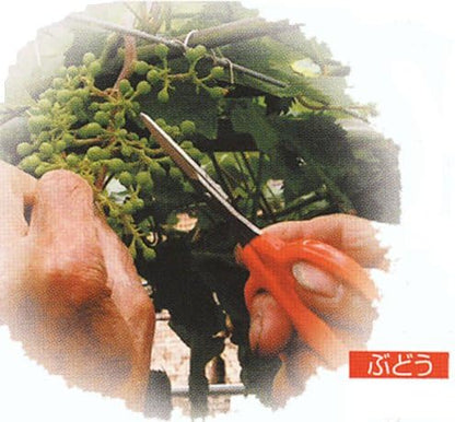 CHIKAMASA Professional Horticultural Stainless Grape Scissors 155mm B-300S (Standard Version)