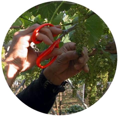 CHIKAMASA Professional Horticultural Stainless Grape Scissors 155mm B-300S (Standard Version)