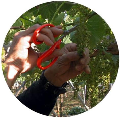 CHIKAMASA Professional Horticultural Stainless Grape Scissors 155mm B-300S (Standard Version)