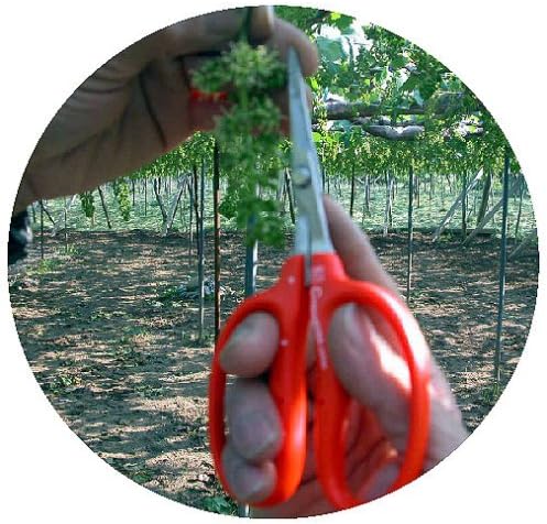 CHIKAMASA Professional Horticultural Stainless Grape Scissors 155mm B-300S (Standard Version)