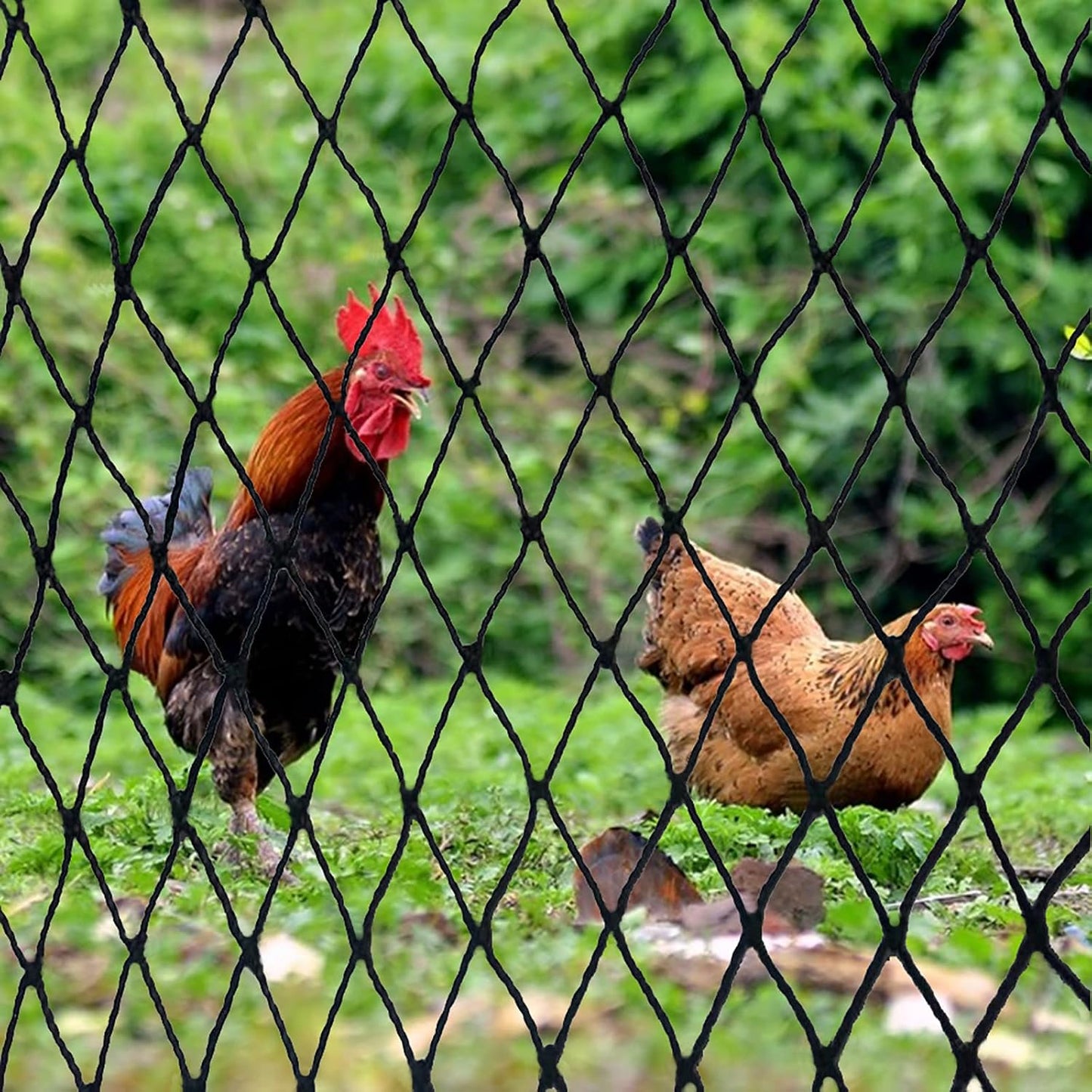 Bird Netting 50' x 50', 2.4" Square Mesh Garden Netting, Poultry Net