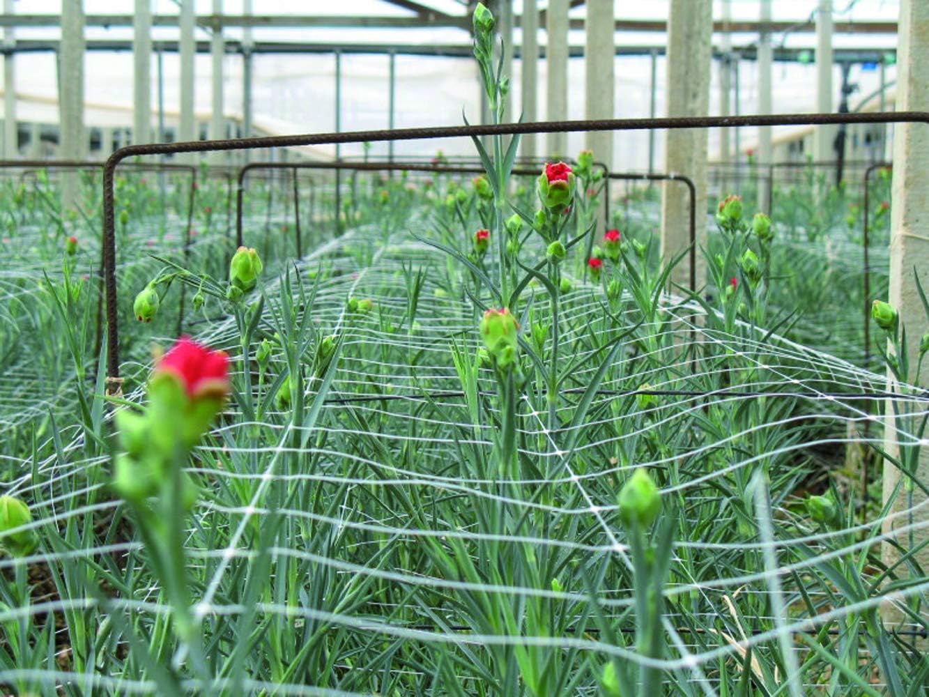 Hortonova Plant 79in x 328' Net