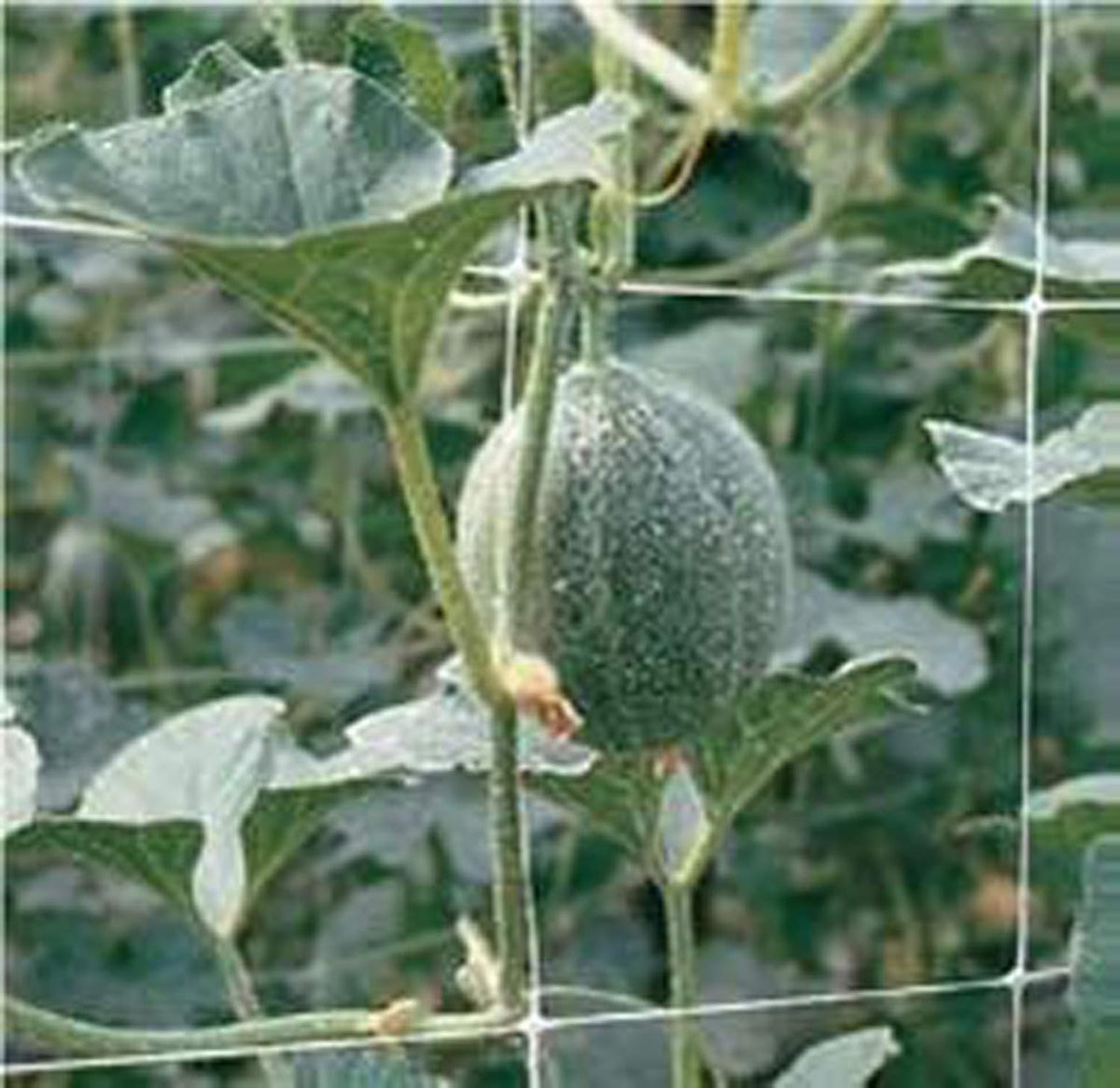 Hortonova Plant 79in x 328' Net