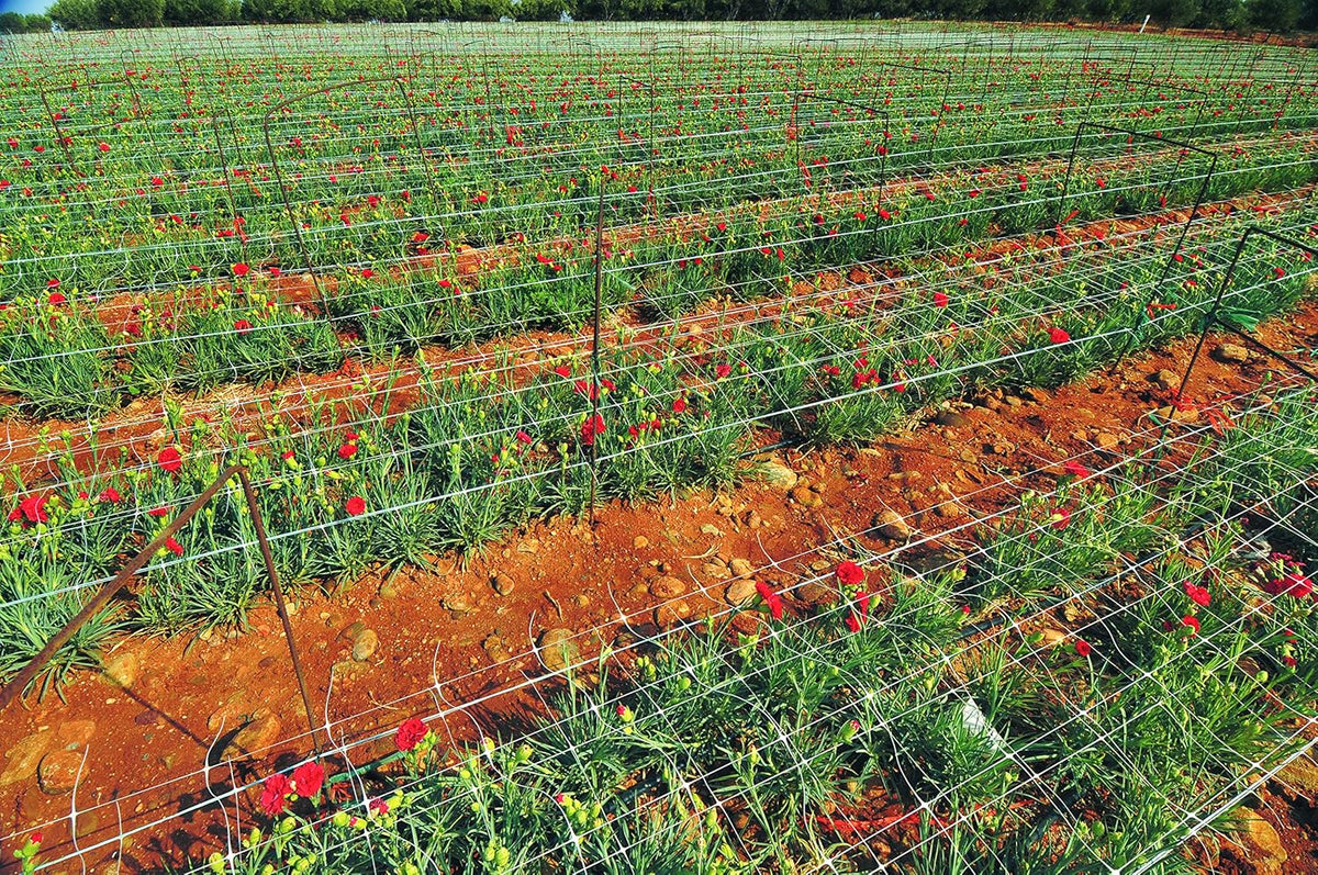 Hortonova Plant 79in x 328' Net