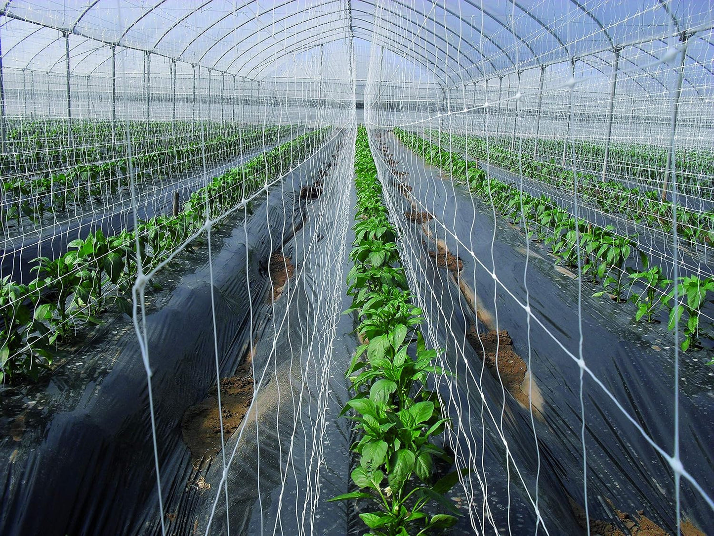 Hortonova Plant 79in x 328' Net