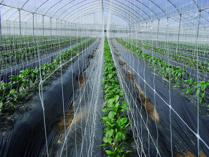 Hortonova Plant 79in x 328' Net