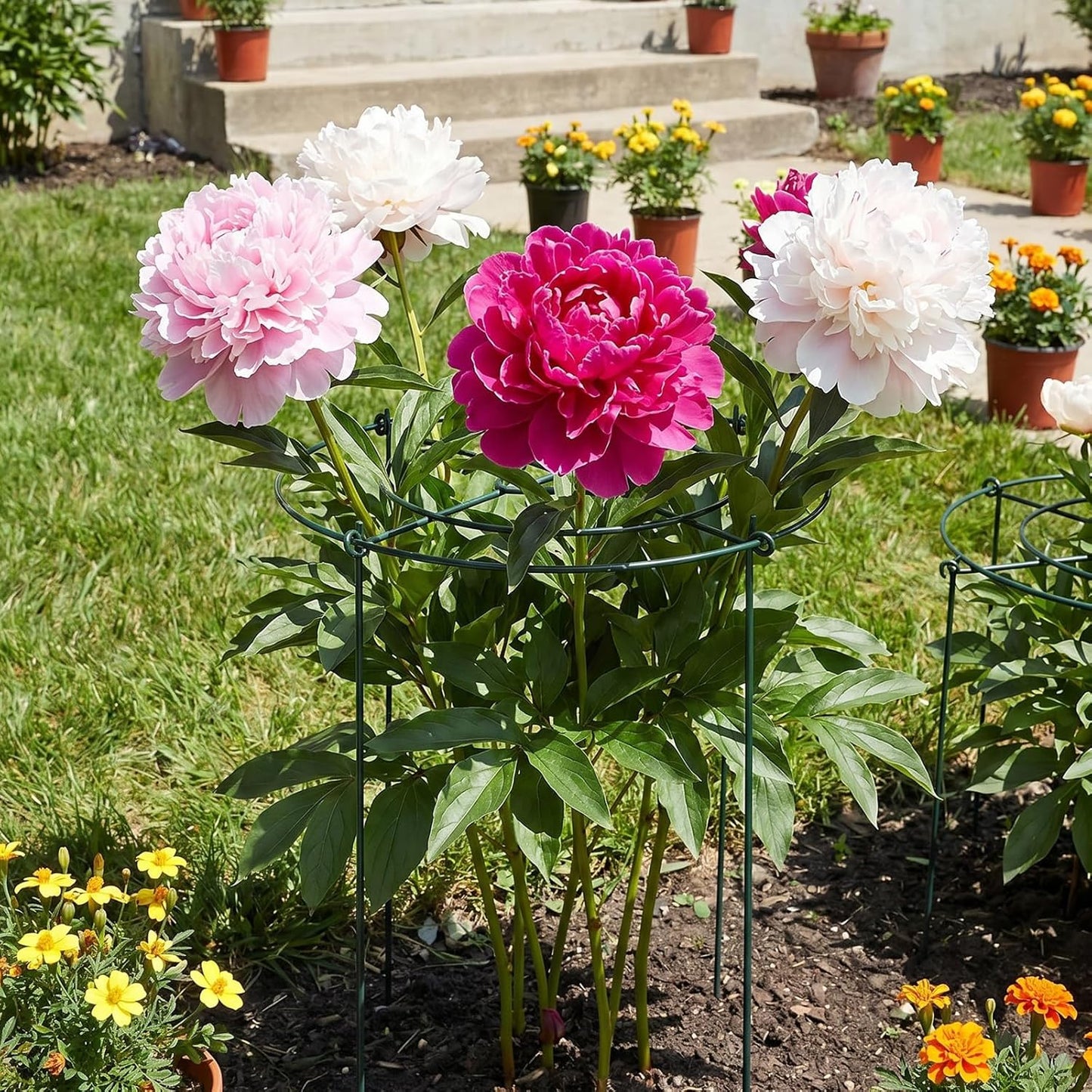 Peony Cages and Supports - 8 Pack Plant Support Ring with 4 Legs