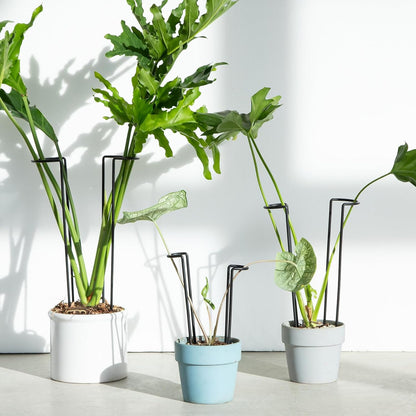 10Pcs Monstera Plant Support - 12" Durable Iron U-Shaped Trellis Stakes