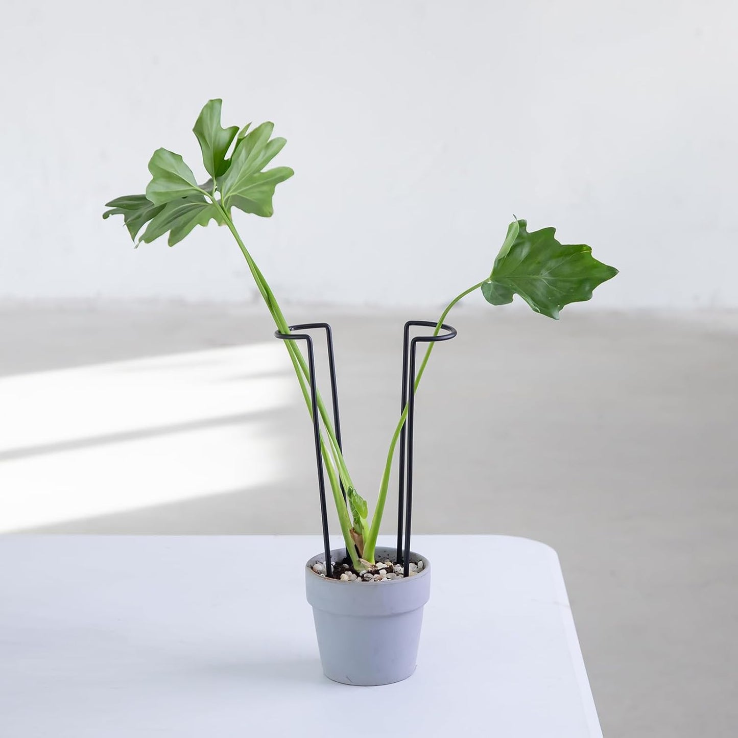 10Pcs Monstera Plant Support - 12" Durable Iron U-Shaped Trellis Stakes