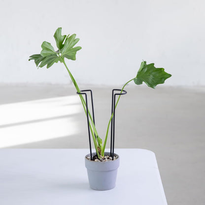 10Pcs Monstera Plant Support - 12" Durable Iron U-Shaped Trellis Stakes